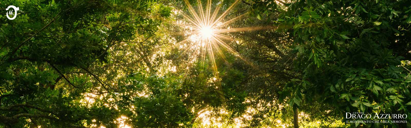 Alberi | Corsi di ginnastica del benessere, ginnastica dolce, posturale, pilates, ginnastica per parkinson | Arti marziali cinesi, Taiji Quan, QiGong, DaoYin e difesa personale | Camin, Camponogara, Campolongo Maggiore, Dolo, Fossò, Fiesso d'Artico, Legnaro, Noventa Padovana, Padova, Ponte di Brenta, Ponte San Niccolò, Sandon, Venezia, Vigonovo, Villatora, Saonara, Stra.